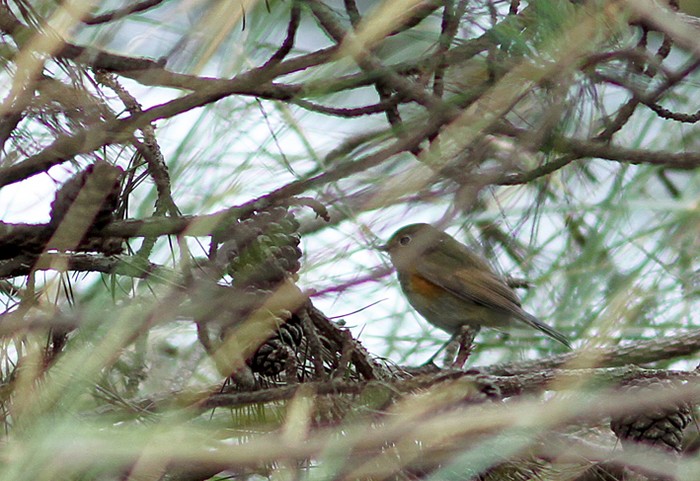 Red-flanked Bluetail