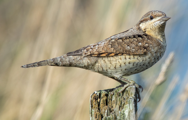 Wryneck