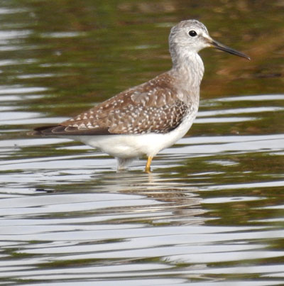 Lesser Yellowlegs