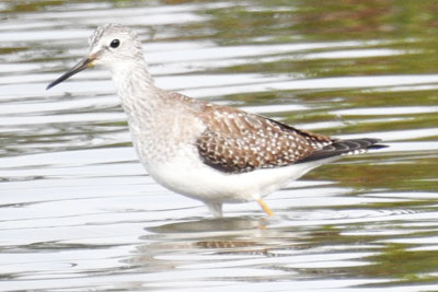 Lesser Yellowlegs
