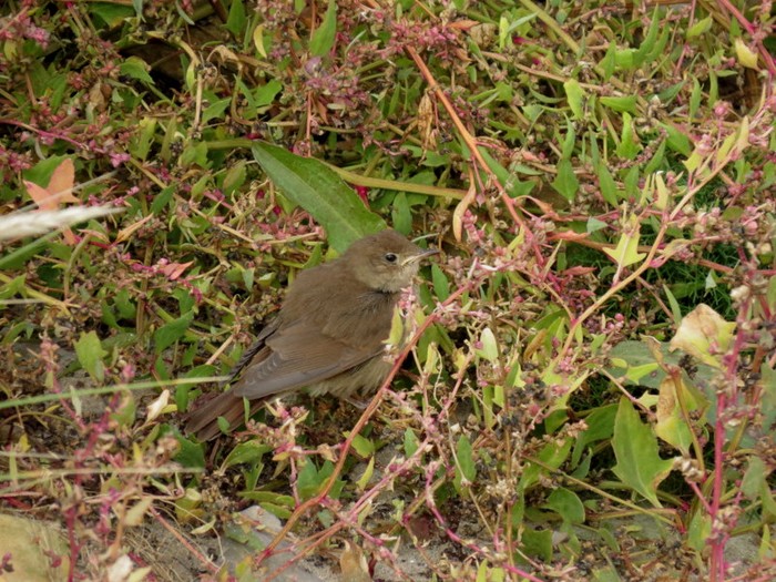 Thrush Nightingale