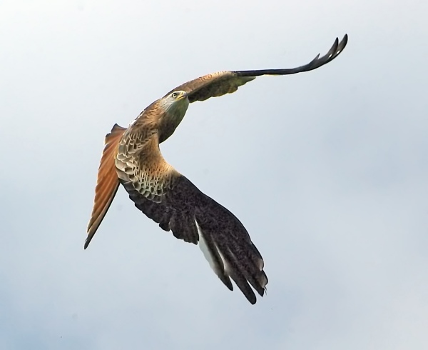 Red Kite