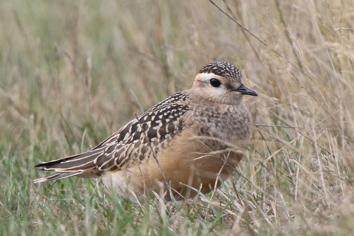 Dotterel