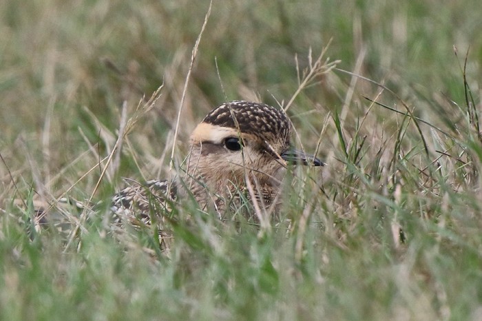 Dotterel