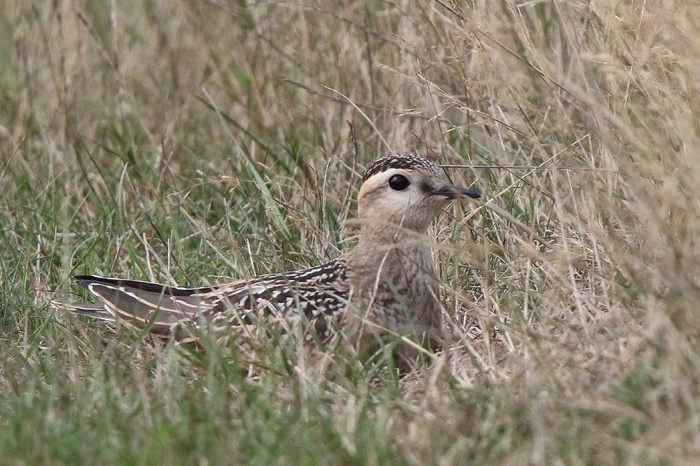 Dotterel