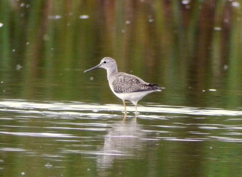 Lesser Yellowlegs