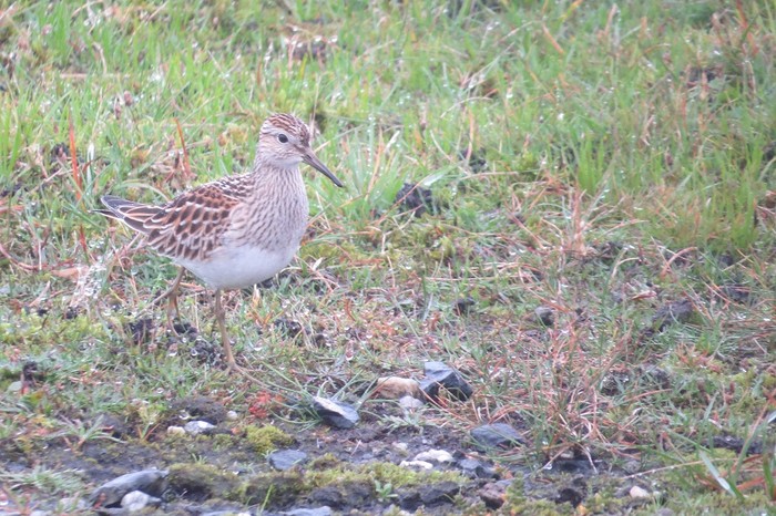 Pectoral Sandpiper