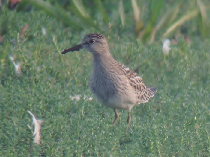 Pectoral Sandpiper