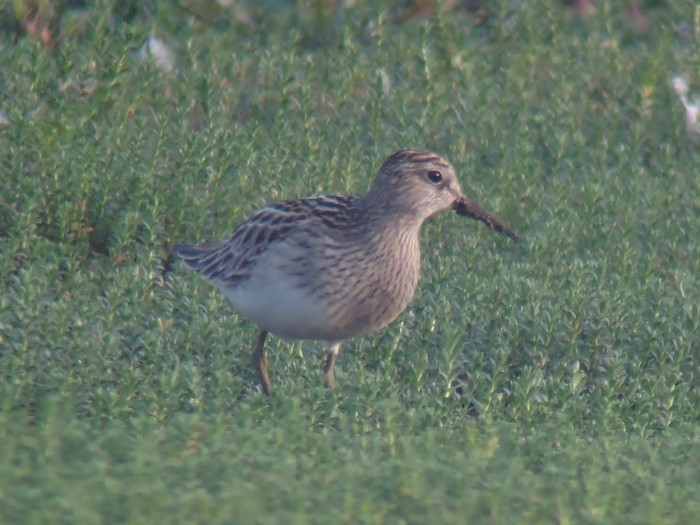 Pectoral Sandpiper