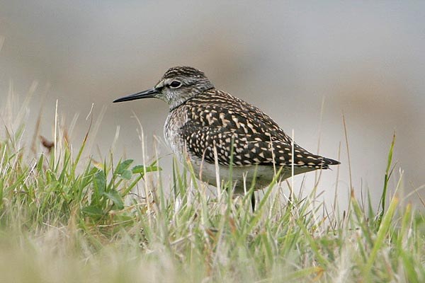 Wood Sandpiper