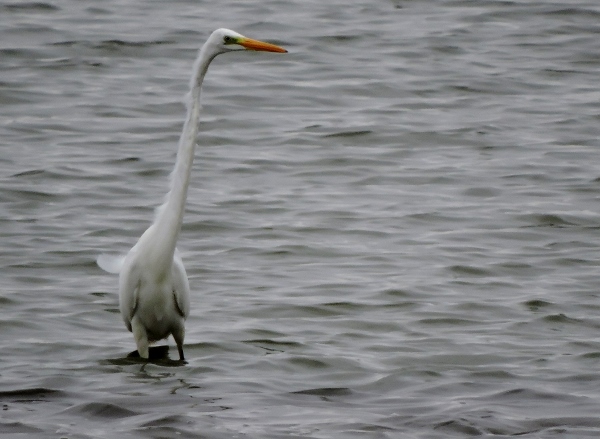 Great White Egret