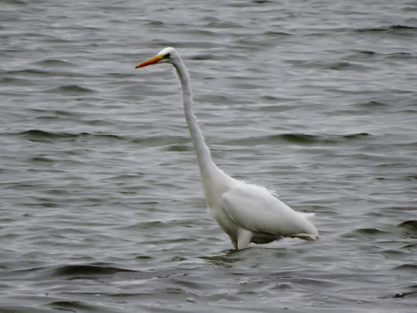 Great White Egret