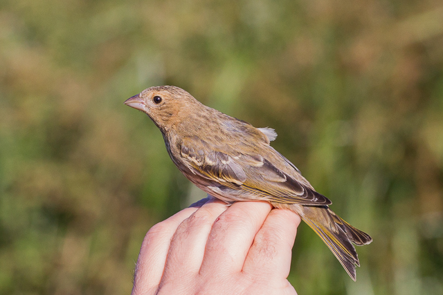 Common Rosefinch
