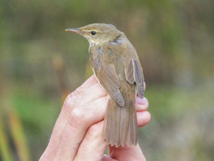Blyth's Reed Warbler