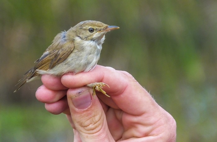 Blyth's Reed Warbler
