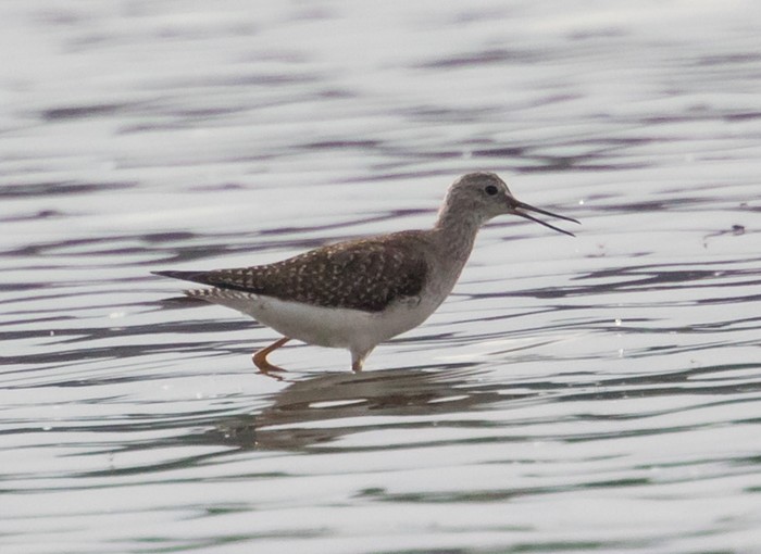 Lesser Yellowlegs