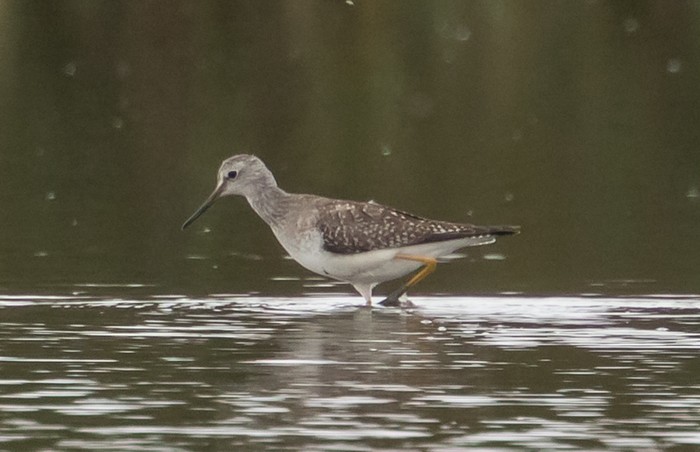 Lesser Yellowlegs