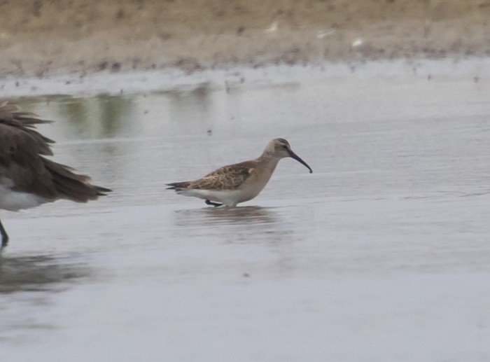 Curlew Sandpiper