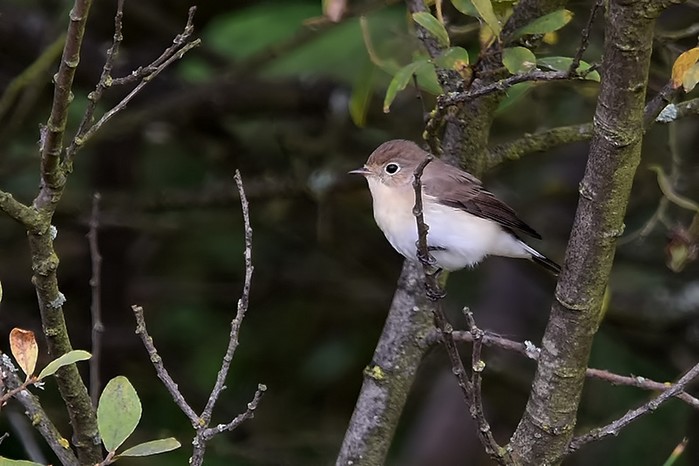 Red-breasted Flycatcher
