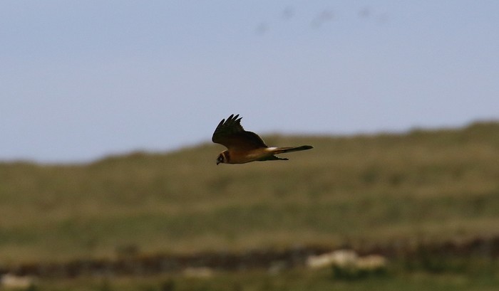 Pallid Harrier
