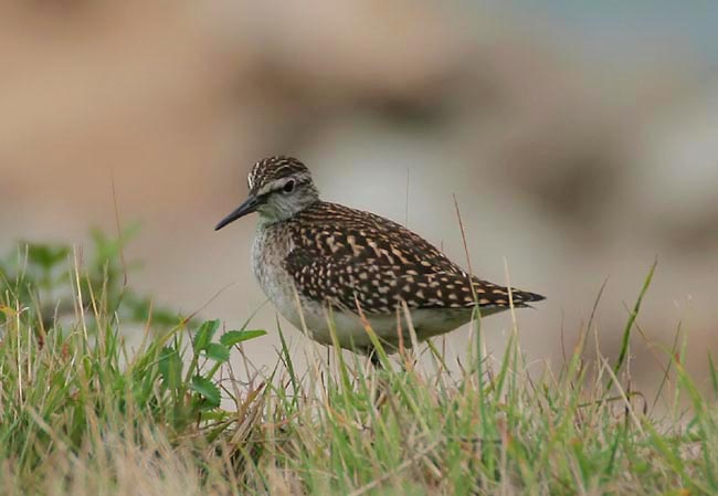 Wood Sandpiper