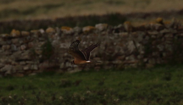 Pallid Harrier