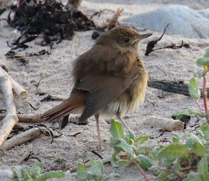 Thrush Nightingale