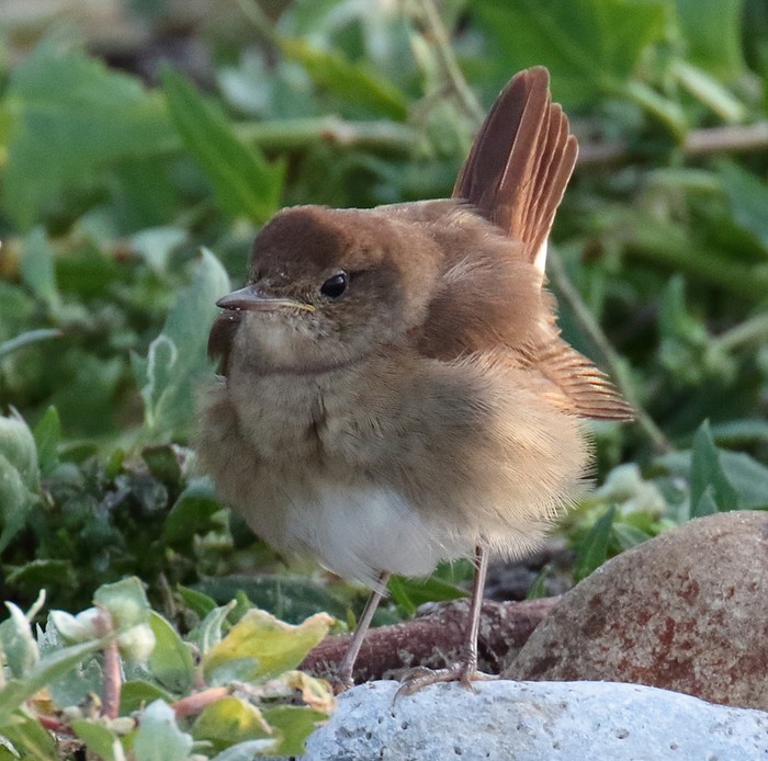 Thrush Nightingale