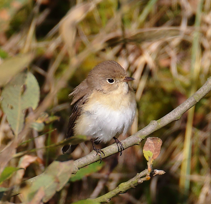 Red-breasted Flycatcher