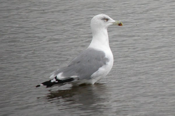 Yellow-legged Gull