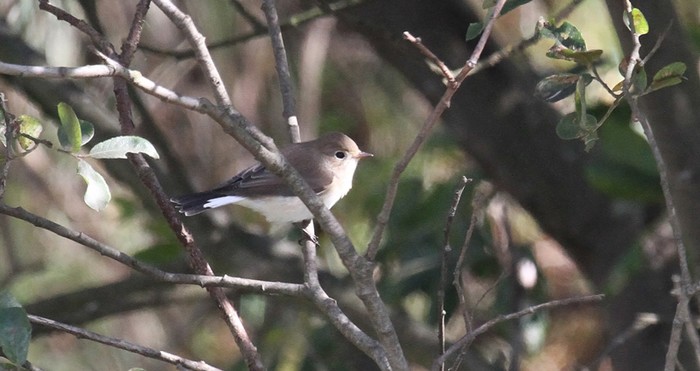 Red-breasted Flycatcher