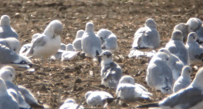 Franklin's Gull