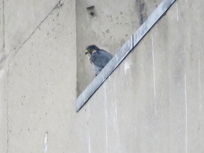 Peregrine