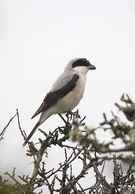 Lesser Grey Shrike