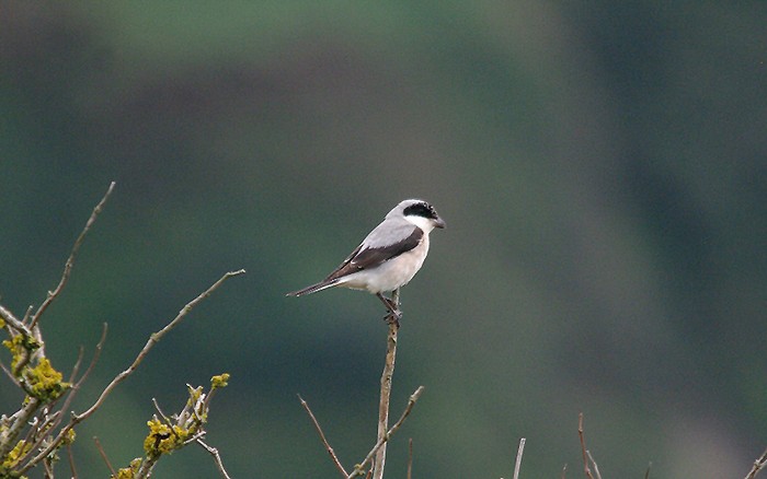 Lesser Grey Shrike