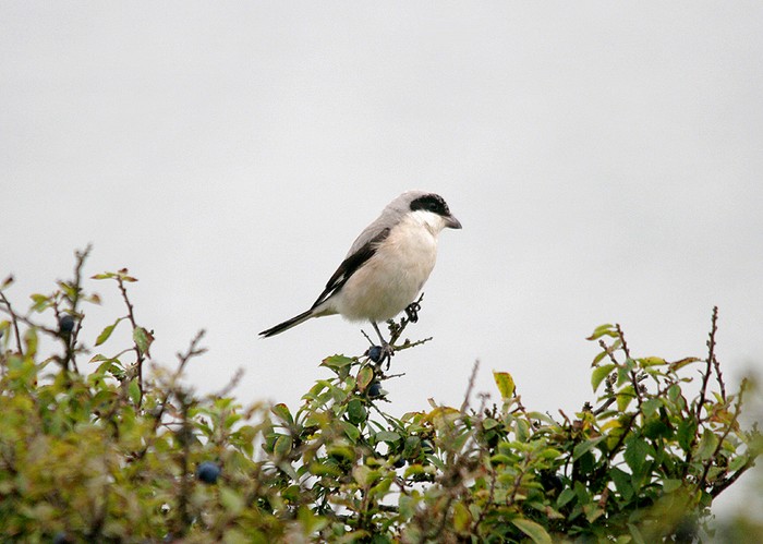 Lesser Grey Shrike