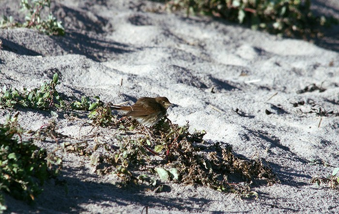 Thrush Nightingale
