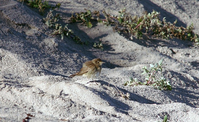 Thrush Nightingale