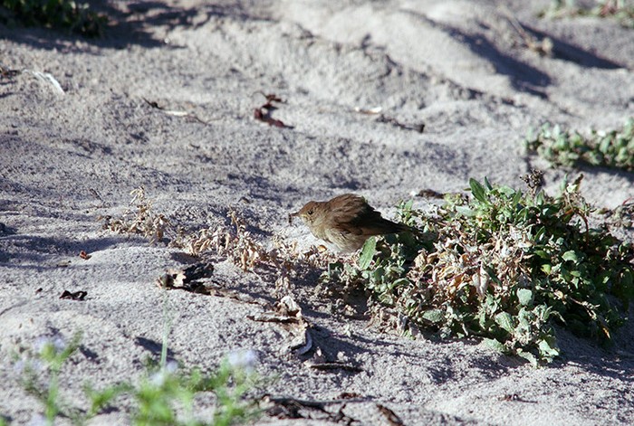 Thrush Nightingale