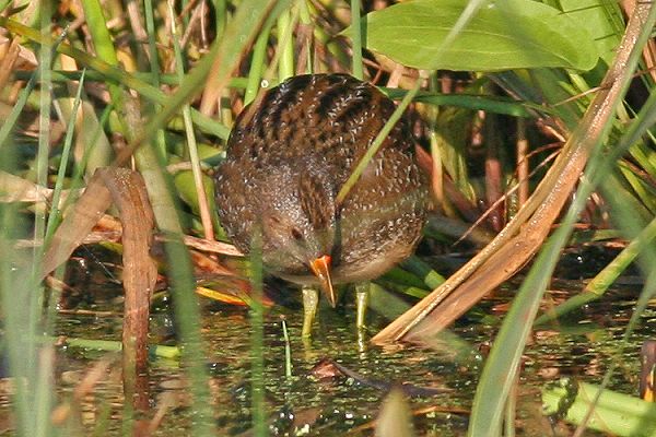 Spotted Crake