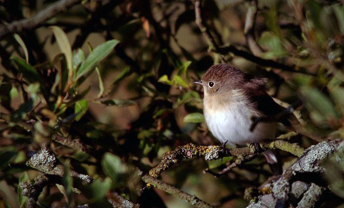 Red-breasted Flycatcher