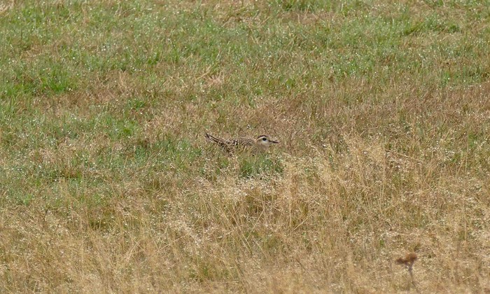 Dotterel