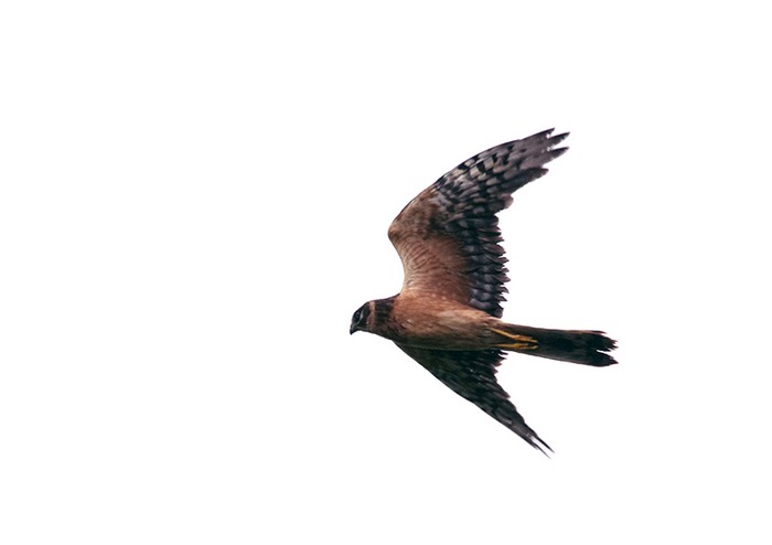 Pallid Harrier