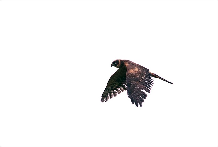 Pallid Harrier