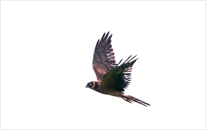 Pallid Harrier