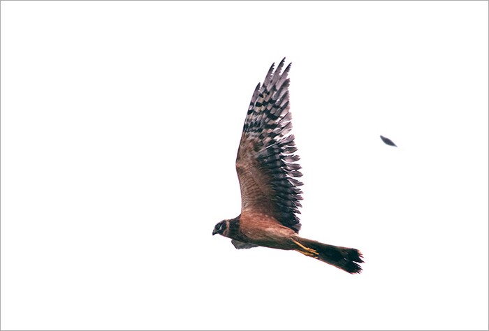 Pallid Harrier