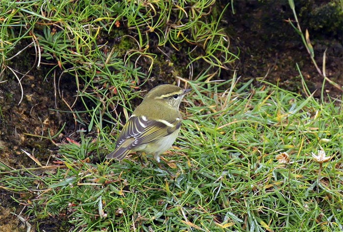 Yellow-browed Warbler