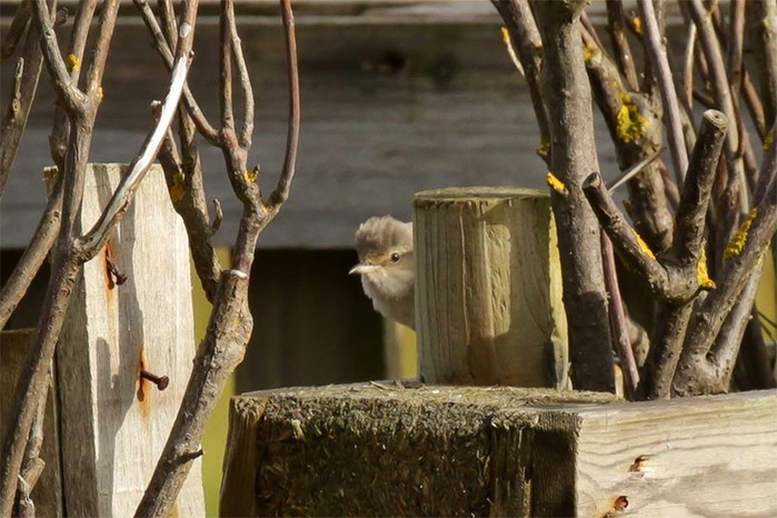 Barred Warbler