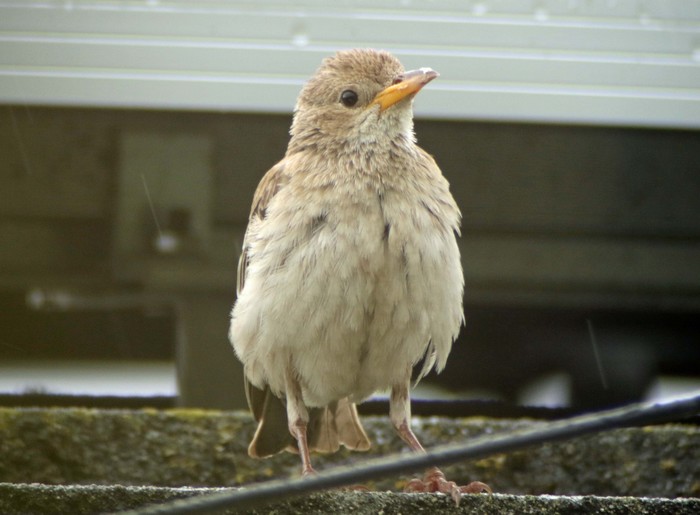 Rose-coloured Starling