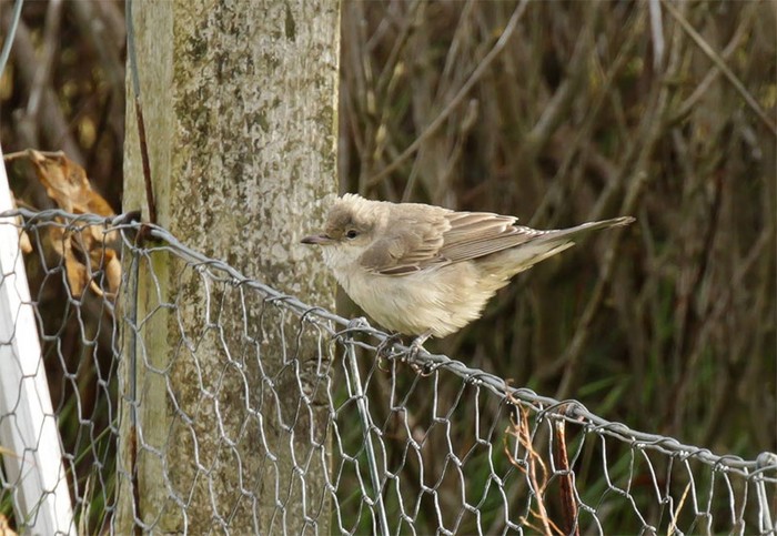 Barred Warbler